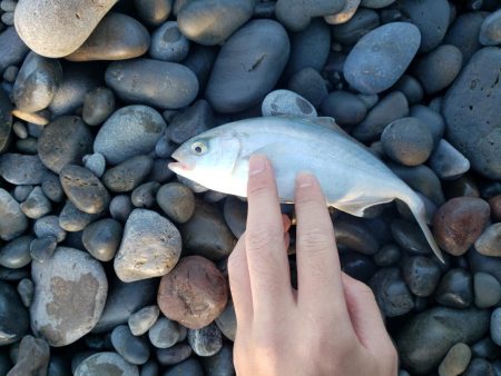 朝マズメとは？