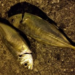 タコ狙い後、アジ、途中でカニ