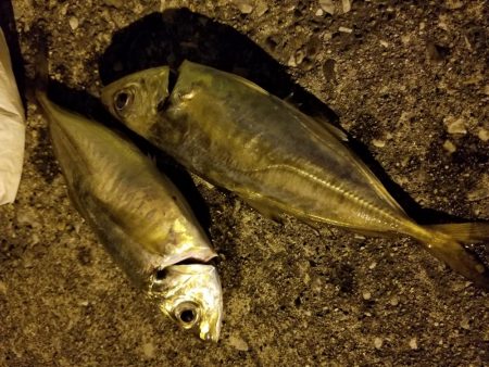 タコ狙い後、アジ、途中でカニ