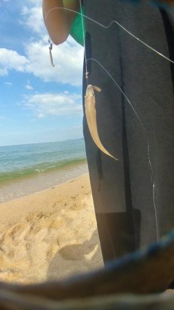 海水浴しながらキス釣り