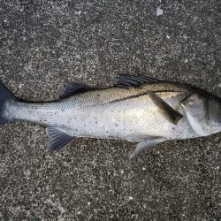 夕まずめシーバス