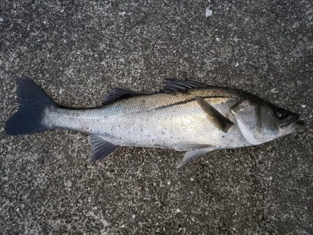 夕まずめシーバス