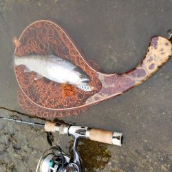 新しいネットに入魂