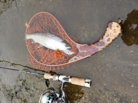 新しいネットに入魂