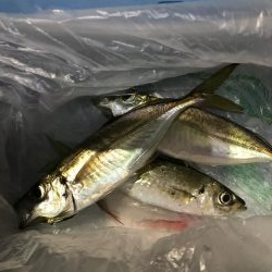 なかなか釣れない