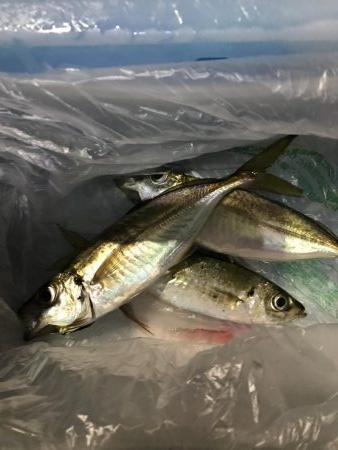 なかなか釣れない