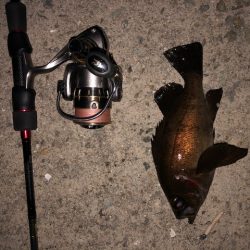 逃した魚は大きい