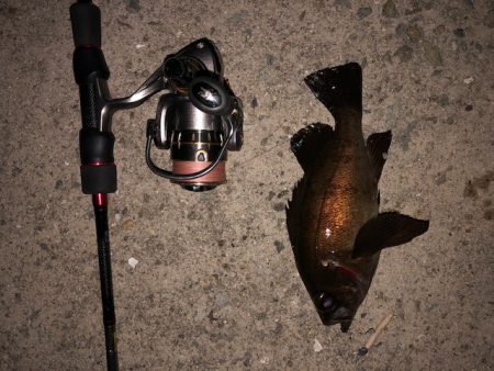 逃した魚は大きい