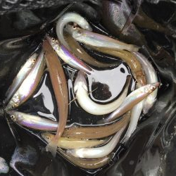 港内ちょい投げキス好調