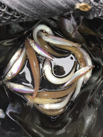 港内ちょい投げキス好調