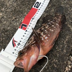 サイズダウン…