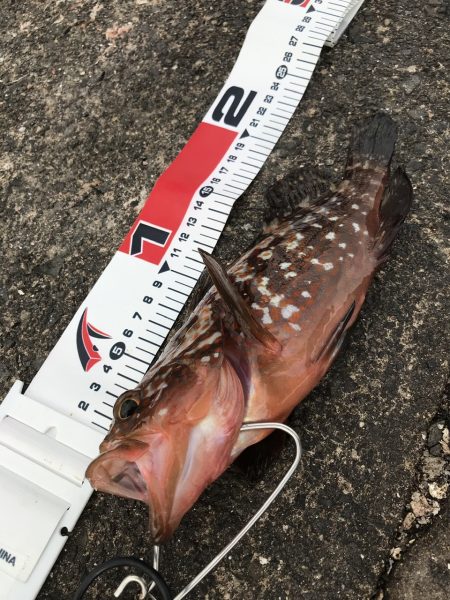 サイズダウン…