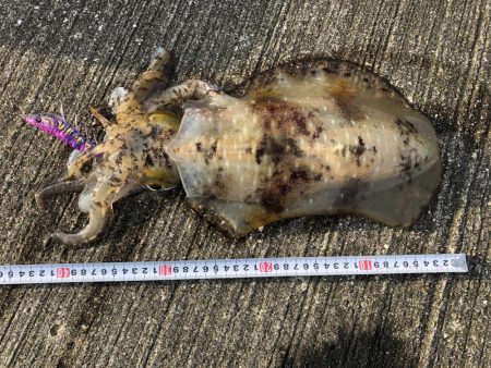 初アオリイカ！