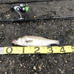 ランカーシーバス降臨!!