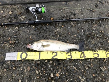 ランカーシーバス降臨!!