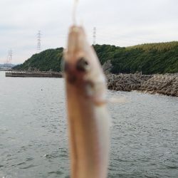 ヒトデラッシュ