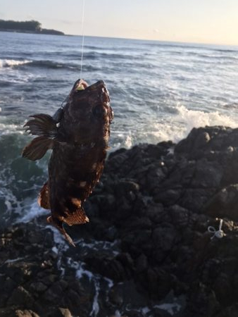 ロックフィッシュ