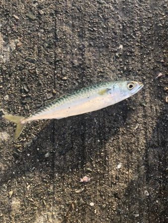 父とファミリー釣り！