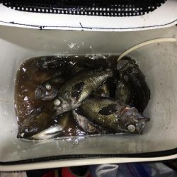 アジ サバ メバル