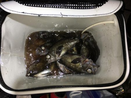 アジ サバ メバル