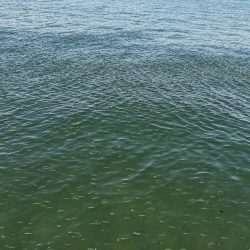 神戸空港ベランダで青物回遊中!!!!