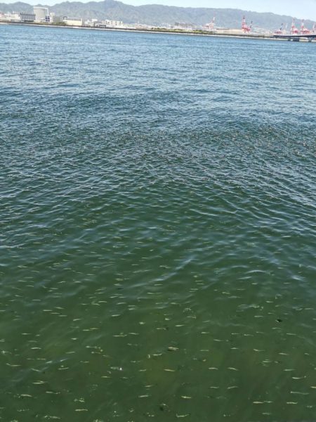 神戸空港ベランダで青物回遊中!!!!