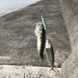 安定のサバゲー