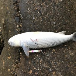 強風にお邪魔むし