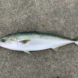 人生初青物、新ロッドとリールでブリ入魂。