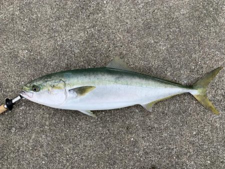 人生初青物、新ロッドとリールでブリ入魂。