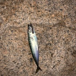 消えたシーバス…