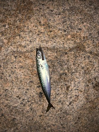 消えたシーバス…