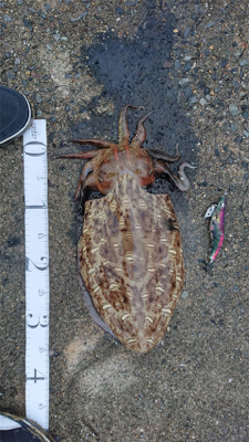 アオリ・コウイカ共 良型！