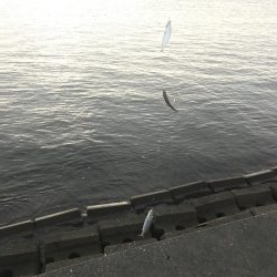 初の三重でアジ、サバ