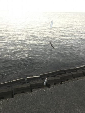 初の三重でアジ、サバ