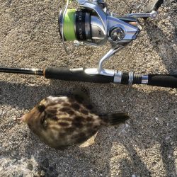 あれっ？なんかデカくない？