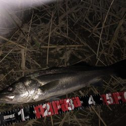 円山川シーバス