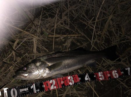 円山川シーバス