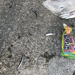 イワシさんいる