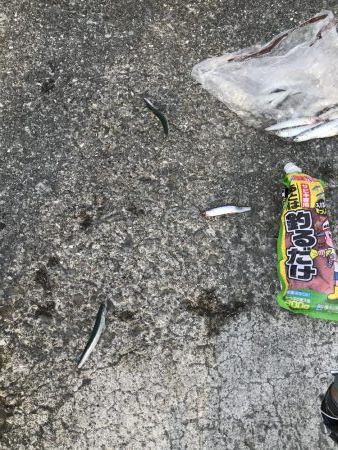 イワシさんいる