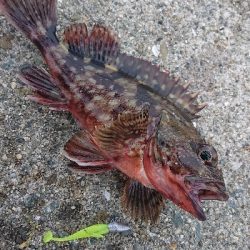 南港サバ&ガシラ&メバル