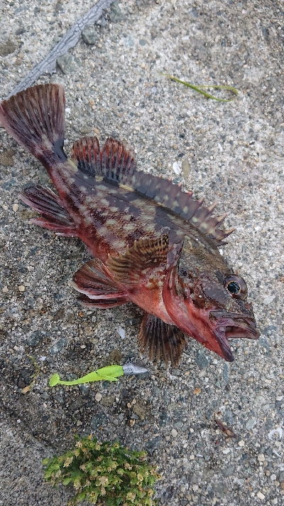 南港サバ&ガシラ&メバル