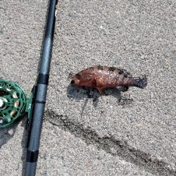 黒鯛3週連続ならず