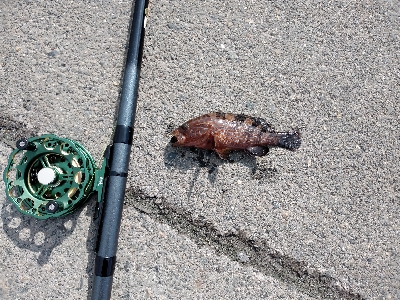 黒鯛3週連続ならず