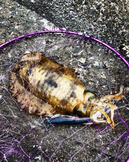 春イカキロアップ確保