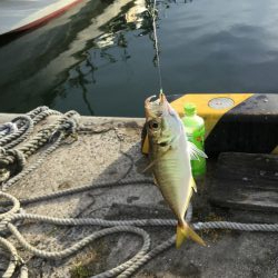 サビキ釣りアジ好調