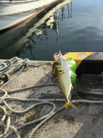 サビキ釣りアジ好調