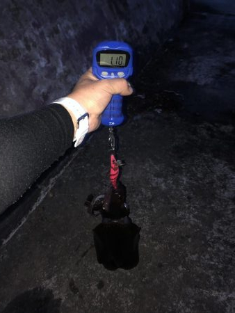 ようやく1キロアップ