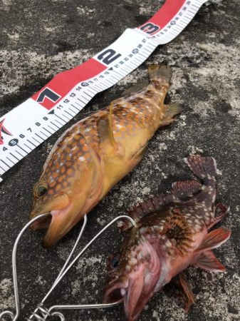 早朝短時間釣行