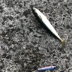 怒涛のサバゲー